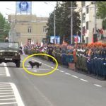 Дворовая собака испортила Захарченко парад победы в Донецке