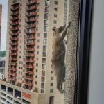 СЕТЬ ПОКОРИЛ ЕНОТ-РУФЕР, КОТОРЫЙ ВЗОБРАЛСЯ НА 23 ЭТАЖ ПО СТЕНЕ И УСНУЛ. ВИДЕО