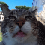 Странная морда кота на Google-картах заставила мир биться в конвульсиях: Видео