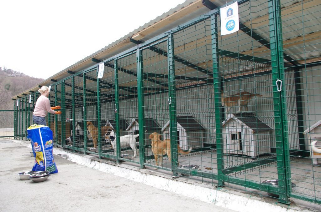 В Германии к бездомным собакам больше внимания, чем к бездомным людям. Видео