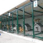 В Германии к бездомным собакам больше внимания, чем к бездомным людям. Видео