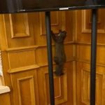 Добре, що не крокодил: в Раді завелася дика тварина, а може новий депутат