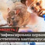 ЖАХ! Що коїться у світі? У Китаї зафіксували новий вірус - хантавірус, померла 1 людина, 30 на карантині