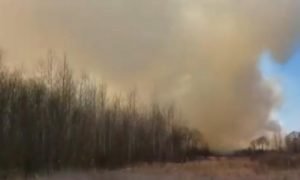 Дим закриває навіть сонце: У півсотні кілометрів від Києва почалася нова масштабна лісова пожежа. Відео
