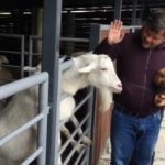 «Козлина ти дурна»: Андрій Богдан нагрянув в київський зоопарк і побив козла - Відео