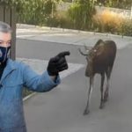 В Києві дикий лось налякавшись людей вирішив сховатися на конфетній фабриці Порошенка. Відео
