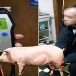 «А може кабанчика візьмете?»: П'яний водій відкуплявся свинею від поліцейських