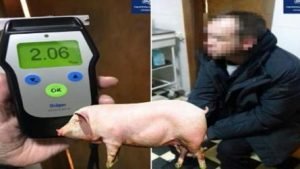 «А може кабанчика візьмете?»: П'яний водій відкуплявся свинею від поліцейських
