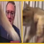 Кот Антона Геращенко стал «звездой» вечернего ток-шоу в прямом эфире. Видео