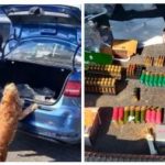 Пограничный служебный пес в Одесском порту учуял оружие и патроны в прибившем авто из США. Видео 