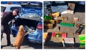 Пограничный служебный пес в Одесском порту учуял оружие и патроны в прибившем авто из США. Видео 
