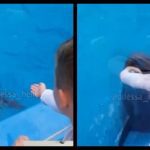 В Одессе дельфин напал и схватил ребёнка за руку в популярном дельфинарии «Немо». Видео
