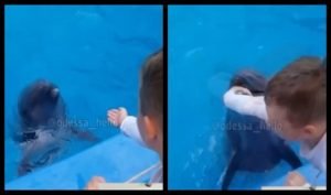 В Одессе дельфин схватил ребёнка за руку