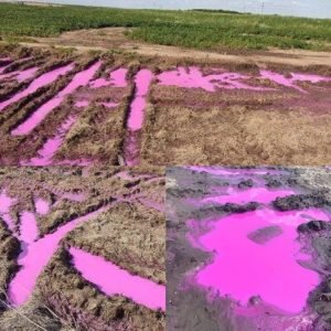 Сеть напугали лужи розового цвета вблизи Ровно