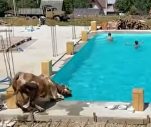В Карпатах корова прыгнула в бассейн с детьми