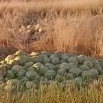 херсон капуста