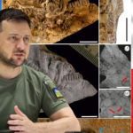 Ausichicrinites Zelenskyyi! Польські вчені назвали новий вид морської лілії на честь Володимира Зеленського