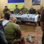 Кіт тепер знає багато державних таємниць! Лінивий кіт взяв участь у нараді Володимира Зеленського з військовими