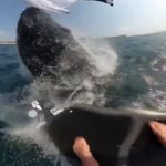 Чудернацький випадок трапився з 55-річним серфінгістом! 25-тонний кит врізався у нього та збив з ніг