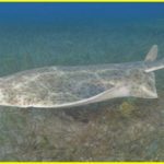 Ангельська Акула: Мисливець-Невидимка