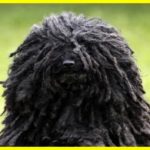 Угорська Вівчарка Пулі