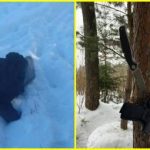 Ліквідація зрадника Іллі Ківи