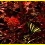 A camera that allows you to see the world through the eyes of animals