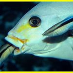 Дива підводного світу - Риба-лікар