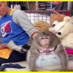 An obese monkey at a market in Bangkok