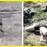 Russian military man surrendered by drone