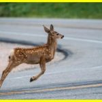 Unique behavior of animals bouncing in the air