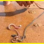 Three-foot-long beach worm meat-eater