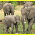 Elephants, like humans, can call each other by name