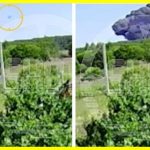 A passenger plane crashed near Moscow