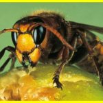 Giant Asian hornets: a buzzing delicacy