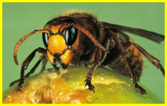 Giant Asian hornets: a buzzing delicacy