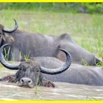Indian or water buffaloes that cannot live without water. These amazing animals can hold their breath underwater for up to five minutes