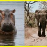 Namibia is on the verge of famine due to severe drought