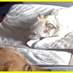 Dog playing with a power bank causes fire