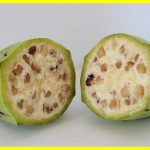 This is what wild bananas looked like before human intervention