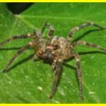 Spiders eat more people