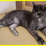 В Румунії виведено нову породу кішок