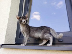 A new breed of cats has been bred in Romania