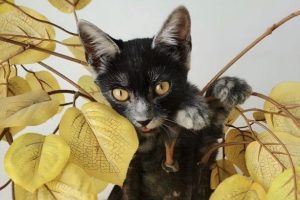 A new breed of cats has been bred in Romania