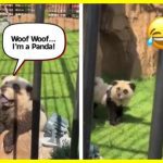 Панди раптово почали гавкати. Китайський зоопарк потрапив у скандал, коли розмалював собак, та видавав їх за екзотичних панд
