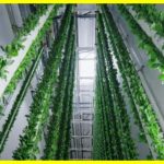 The world's first vertical farm