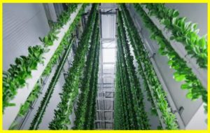 The world's first vertical farm