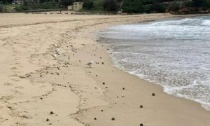 In Australia, urgently closed the city beach