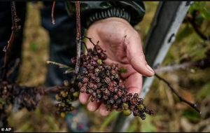 French wine by the 2024 vintage will be in short supply