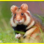 Європейський хом'як: дивовижне створіння на межі зникнення